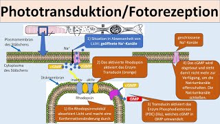 Phototransduktion Fotorezeption Signaltransduktion des Auges Neurobiologie Oberstufe [upl. by Aihpledalihp]