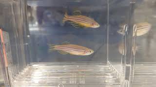 Zebrafish Crossing and Breeding Strategies Zebrafish Husbandry [upl. by Dias]