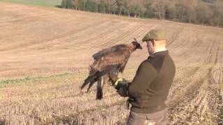 Hunting hares with a golden eagle [upl. by Notserc730]