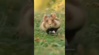 Funniest Animal Moments Cats Parrots Dogs and Bears in One Video [upl. by Delgado]