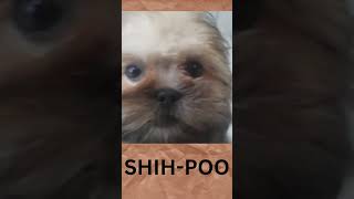 Shih Tzu and a poodle  SHIHPOO [upl. by Ilse775]