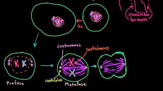 Mitosis  División celular  Biología  Khan Academy en Español [upl. by Lupe300]