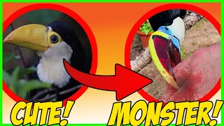 What they DONT tell you about PET TOUCANS Personality change after 6 months [upl. by Nylsej]