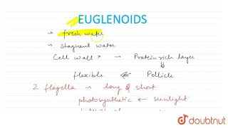 EUGLENOIDS [upl. by Indira808]