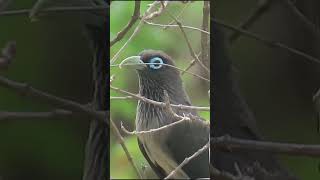 Nature’s Architect The BlueFaced Malkoha crafting its leafy nest [upl. by Yzzo975]