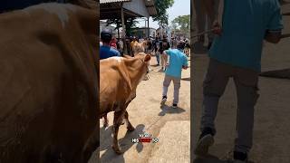 This man is trying his best to get his cow to follow him 😱cow cowvideos cowsounds cattle [upl. by Anitram]