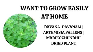 Want To Grow Easily At Davana  Davanam  Artemisia Pallens  Marikozhundhu Plant From Stem [upl. by Otcefrep]