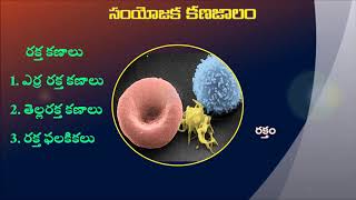 9th Class connective tissues in Telugu [upl. by Sitoiganap]