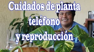 Cuidados a planta teléfono y reproducción [upl. by Leslie]