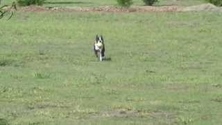 The smartest dog Marli the Boston Terrier Part 2 [upl. by Patton664]