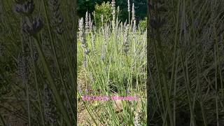 My 7th Month Old Lavenders in Blooms youtube youtuber viralvideo lavendergarden [upl. by Ottavia623]