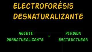 Electroforesis Desnaturalizante SDS PAGE [upl. by Egide]