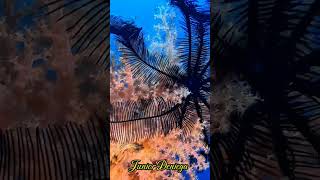 crinoidechinodermatasoftcoralscnidariaalcyonaceascubavideographymoalboalcebu🇵🇭 [upl. by Viridi232]