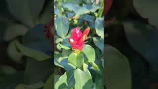 Costus scaber spiral ginger blooming redflower nature naturalflowers garden flowergarden [upl. by Ahsael]