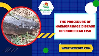 THE PROCEDURE OF HAEMORRHAGE DISEASE IN SNAKEHEAD [upl. by Mcafee508]