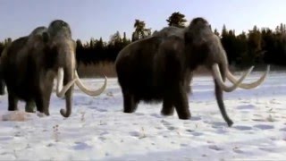 Ice Age Opening style Walking With Beasts [upl. by Ellord]