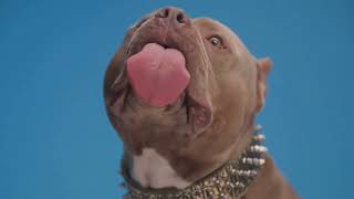 American Bully Health Understanding Hip Dysplasia [upl. by Enialb]