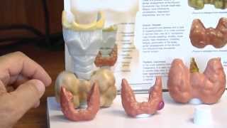 In the Know about Thyroid Surgery [upl. by Hankins434]