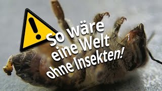 Insektensterben Das passiert wenn alle Insekten sterben [upl. by Connett]