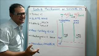 Latch Mechanism in Smooth Muscles [upl. by Sergei405]