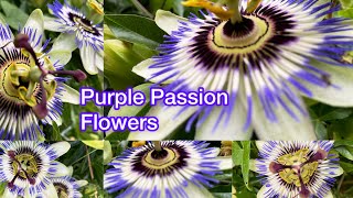 Passion Flower Perfection Septembers Blooming Beauty  Best  2024 [upl. by Esiuole]