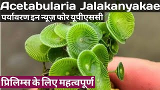 Acetabularia Jalakanyakae Species in News for UPSCState PCS Prelims exams  Algae  UPSC [upl. by Josselyn336]