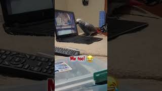 Chico Bird watches Einstein Parrot birdvideos parrots africangreyparrots talkingparrots shorts [upl. by Salomo85]