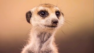 How To Speak Meerkat  Meerkats  The Secrets of an Animal Superstar  BBC Earth Kids [upl. by Alaekim662]