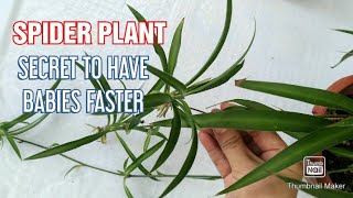 So This Is What We Should Do To Encourage Spider Plant To Produce BABIES Much Faster [upl. by Akaya]