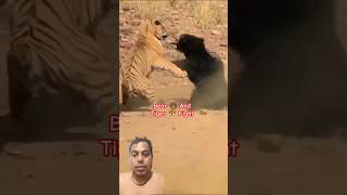 Tiger 🐯 Bear 🐻 Fight tiger tigerfight lion animals wildlife cute funny Jhakjhoran Lal [upl. by Siuqcram]