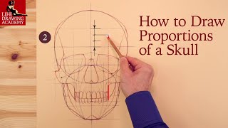 How to Draw Proportions of a Skull [upl. by Arahsat]