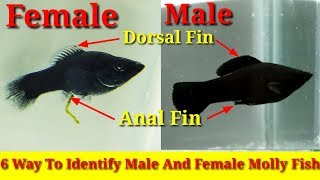 6 Way To Identify Male And Female Molly Fish [upl. by Anoval]