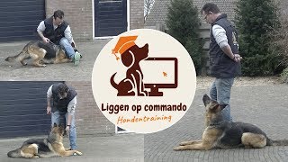 Hond leren liggen op commando [upl. by Popper]