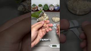 How to HandFeed a Newborn Parrot [upl. by Noyahs]