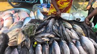 Hogenakkal Fish Market  Must visit place  Yummy Local River Fish [upl. by Ahseenyt]