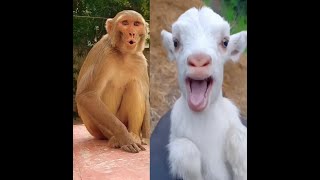 Monkey 🐒 And Bakri Funny Comedy 🤣 shorts shortsfeed monkey bakri trending mansahikastar [upl. by Regan]