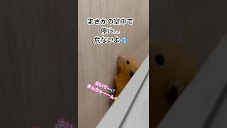 ヒヤヒヤ部屋んぽ💦ハムスター ゴールデンハムスター cuteanimal 癒し 多頭飼い 癒し へやんぽ ペット 空中散歩 散歩 hamsters 可愛い [upl. by Eisenstark656]