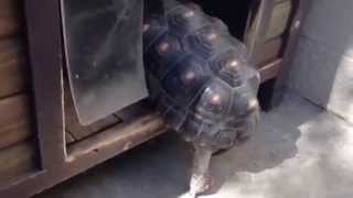 Cherryhead Redfooted tortoise climbing into the tortoise house [upl. by Alfons]