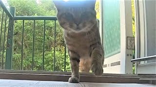 Kuroshio cats  野良猫寿三郎 アニマル柔道に出場か？というような動きを見せる [upl. by Ardeid804]