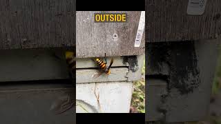 Bees Awaiting the Giant Hornet Inside the Hive The Defensive Strategy of Japanese Honeybees [upl. by Edras]