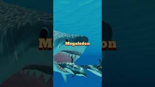 Megalodon  The Ocean Largest Predator [upl. by Nathanael]