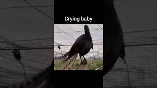 Lyrebird mimicking sound viralvideo youtubeshorts [upl. by Cote]