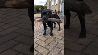 Staffordshire terrier family youtubeshorts dogbreed ytshorts [upl. by Peedus]