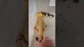 Bearded dragon eating DUBIA [upl. by Attenej]