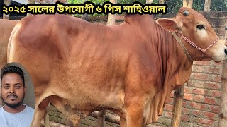 ধামাকা অফার ১১৬ হাজার ৫০০ টাকা লটে ১০০ শাহিওয়াল ষাড় ।।special cow।।২৫১১২০২৪ [upl. by Winther]