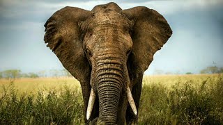 15 Elephant Sounds Variations in 1 Minutes Elephant Sounds African elephants sounds [upl. by Ermengarde]