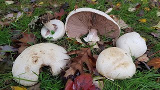 Agaricus crocodilinus  Bola de nieve  A macrosporus  Macro Mushroom  Agaricus urinascens [upl. by Llednahc]