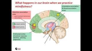 What happens in our brain when we practice mindfulness [upl. by Azpurua]