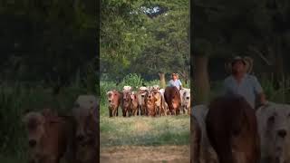 Brazil gir cow gir cow cow video [upl. by Cosme]