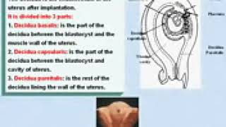 28 General Embryology Decidua and its Fate [upl. by Locke]